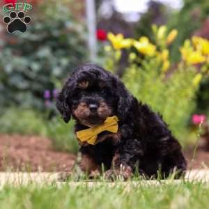Alex, Cavapoo Puppy